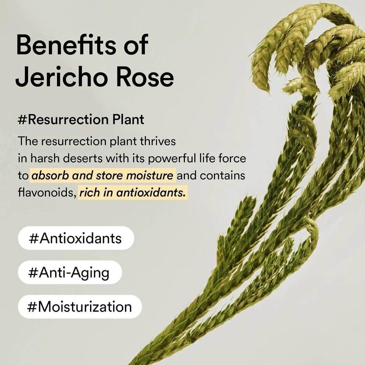 ABIB Collagen Eye Crème Jericho Rose Tube (30ml)